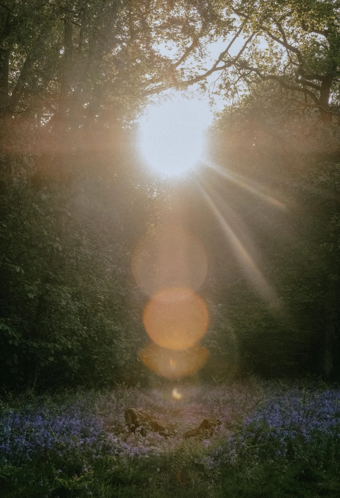 Sunlight filtering through the trees of a forest