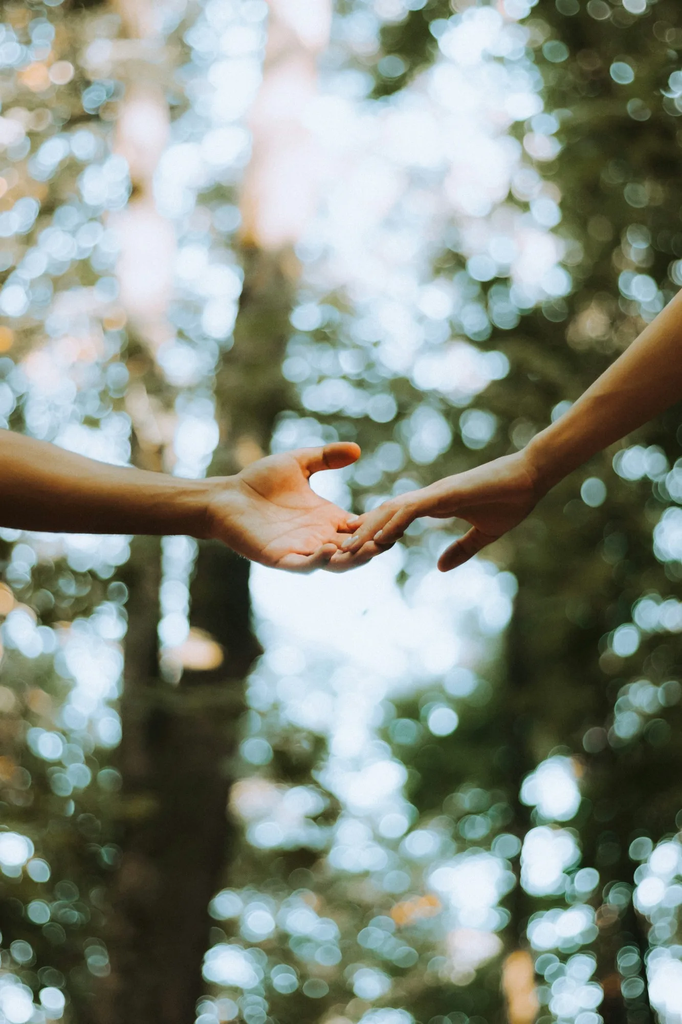 Two hands meeting in the light of a forest